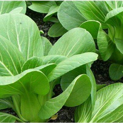 Hạt giống cải thìa (cải thượng hải) - gói 20gr