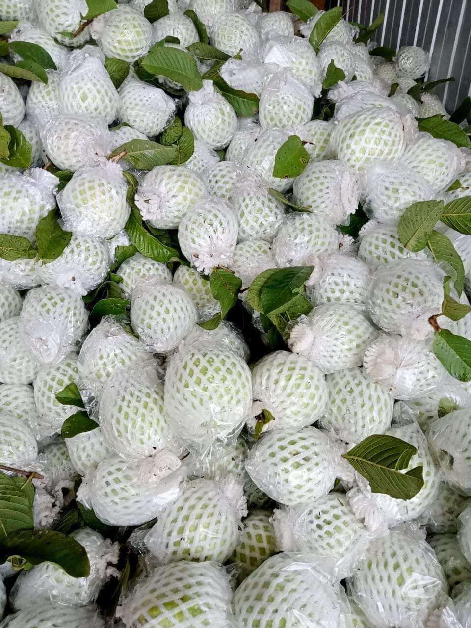 Túi bọc ổi lòng sẵn. xốp dày dặn