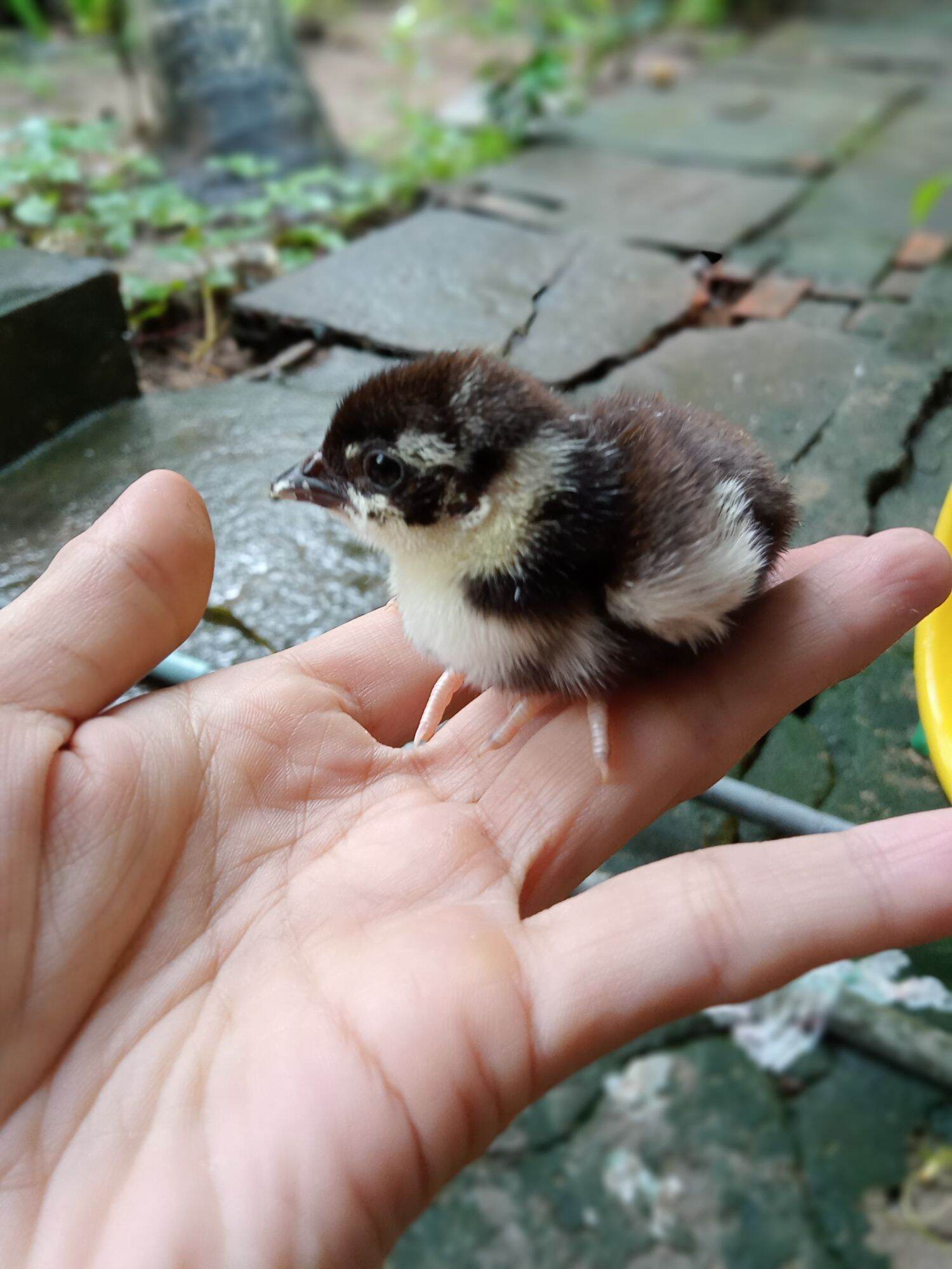 5 trứng chim trĩ về  ăn