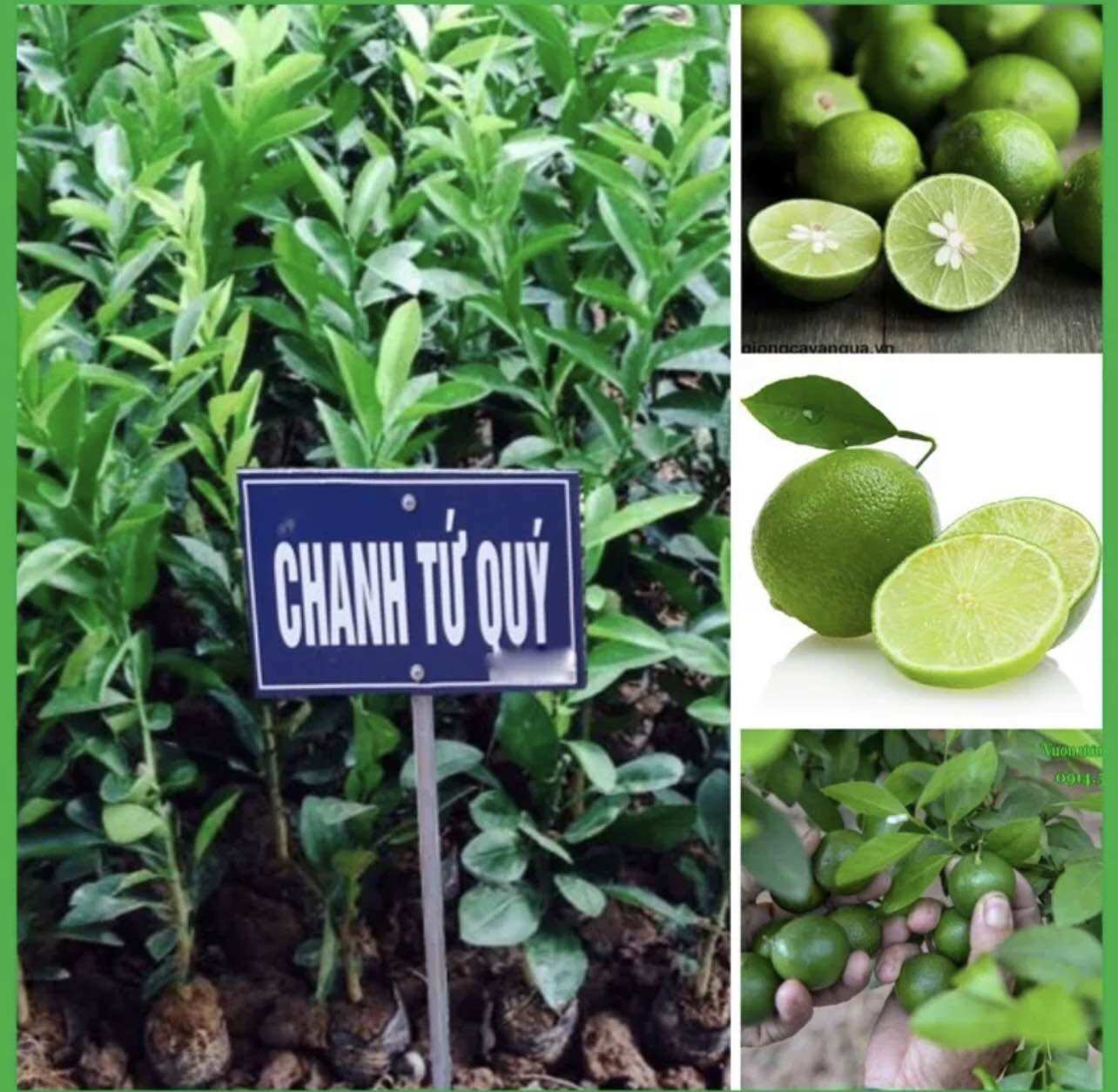 Cây giống chanh tứ quý