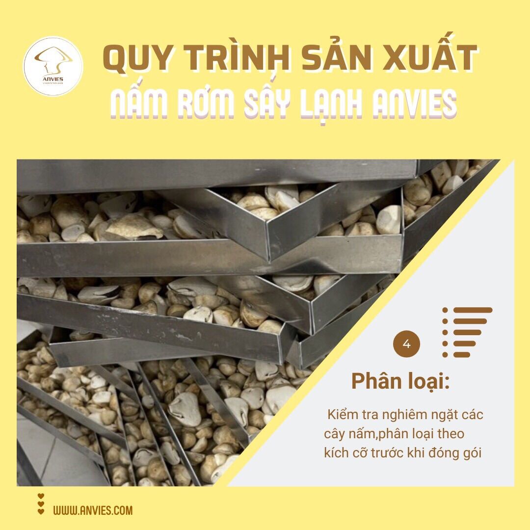 NẤM RƠM SẤY LẠNH CAO CẤP ANVIES