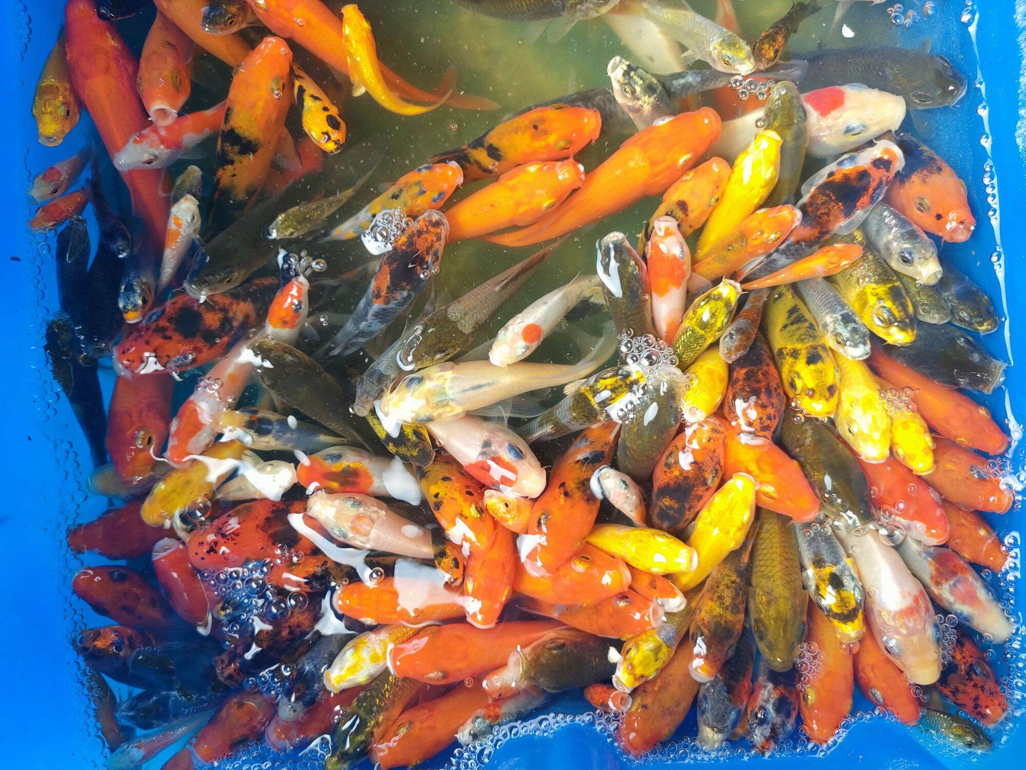 Moko Fish Scefdd70c8e98455a9ba7d0b522b78401h.jpg