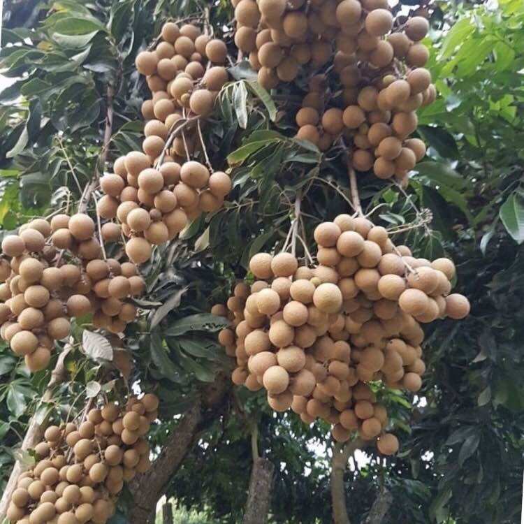 150 Gram Phân bón lá siêu ra hoa nhãn giúp ra hoa đồng loạt