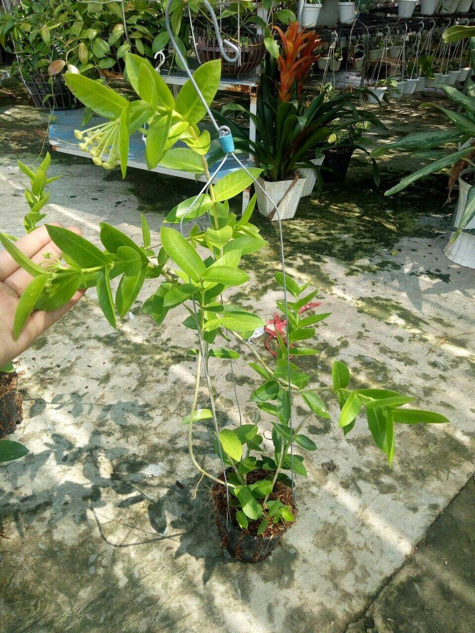 Cẩm cù vàng ổi sắp hoa