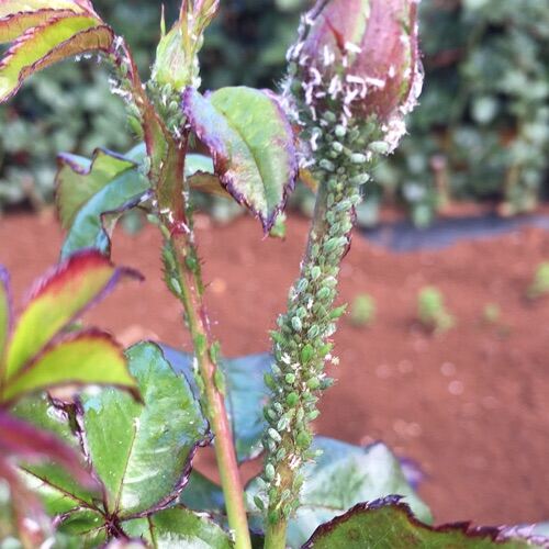 Diệt Sạch Bọ Trĩ, Rầy, Ruồi Đục Trái, Rệp Sáp, Bọ Nhảy, Bọ Phấn Hại Cây Mai, Hoa Hồng, Hoa Kiểng, Dưa Hấu, Nhiều Cây Trồng Khác, không ảnh hưởng cây trồng