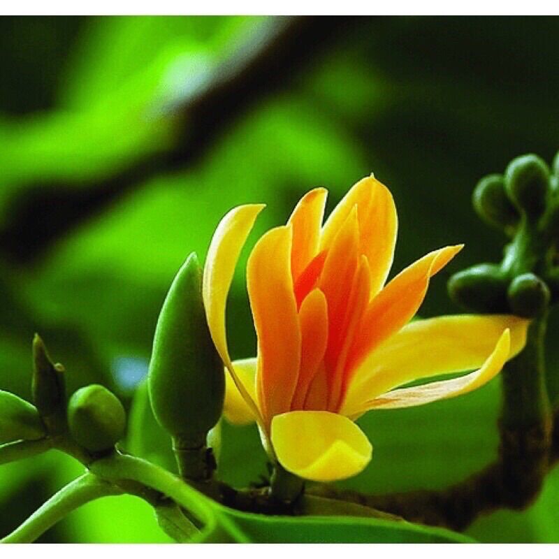 Cây giống hoa ngọc la