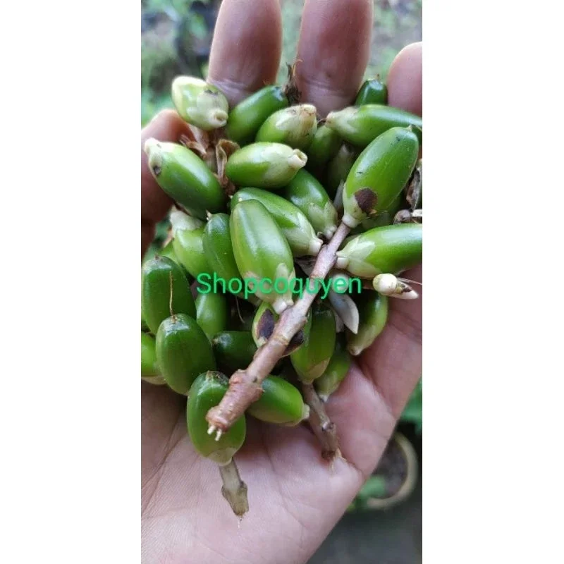 30 trái ô rô tươi