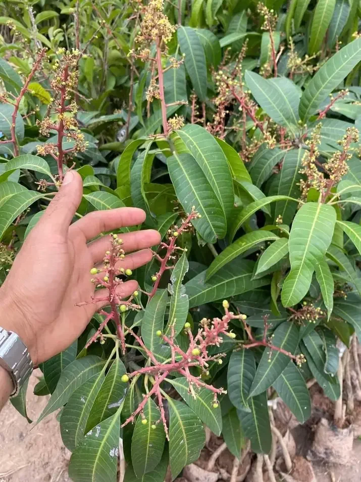 cây xoài tím ngọc vân cao 80-100cm.