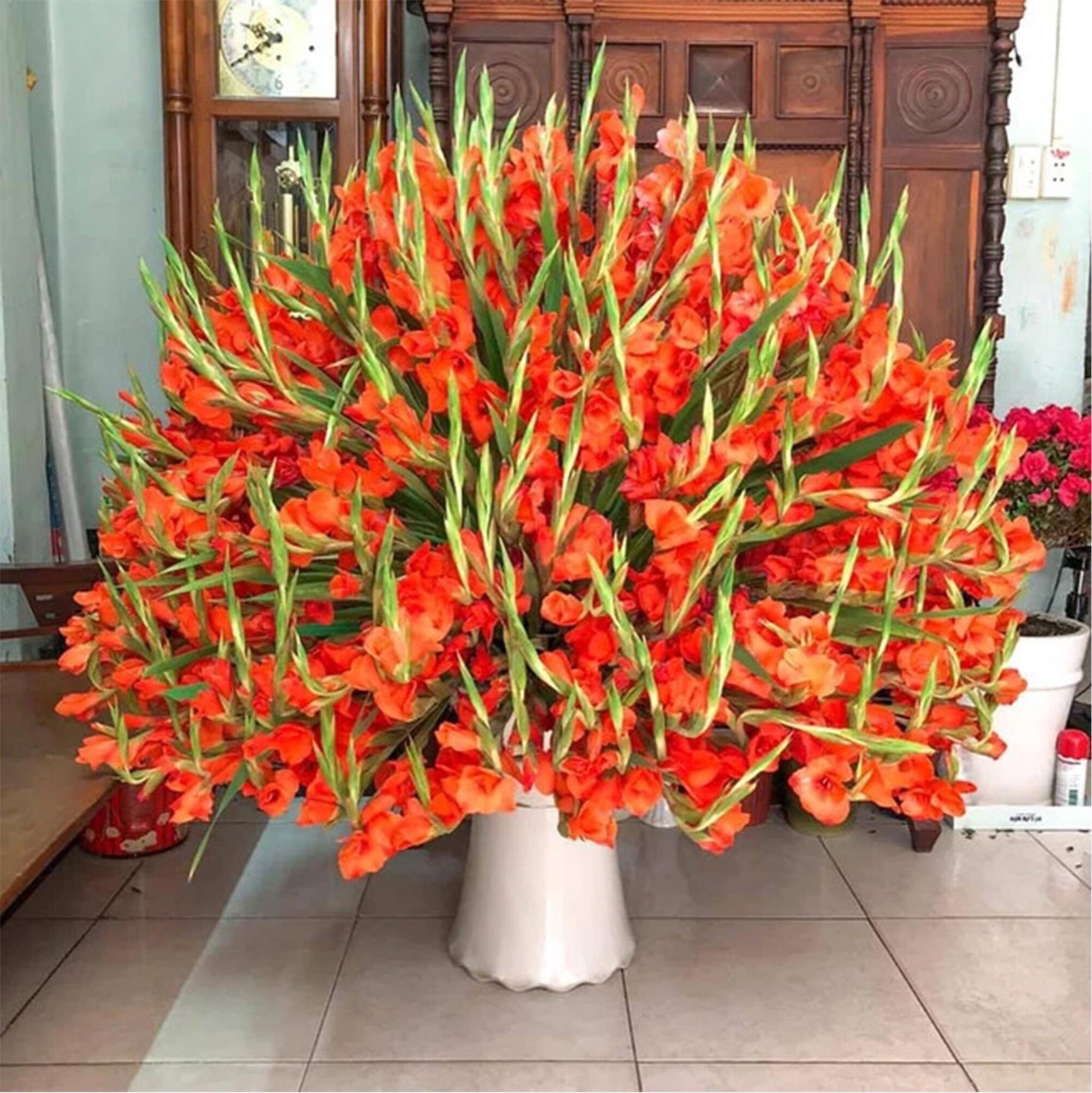 Củ hoa lay ơn chuẩn Tết