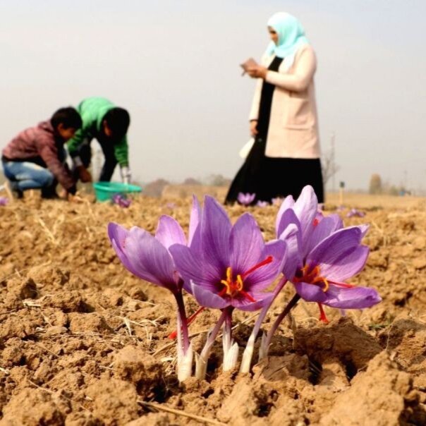 saffron - nhụy hoa nghệ tây