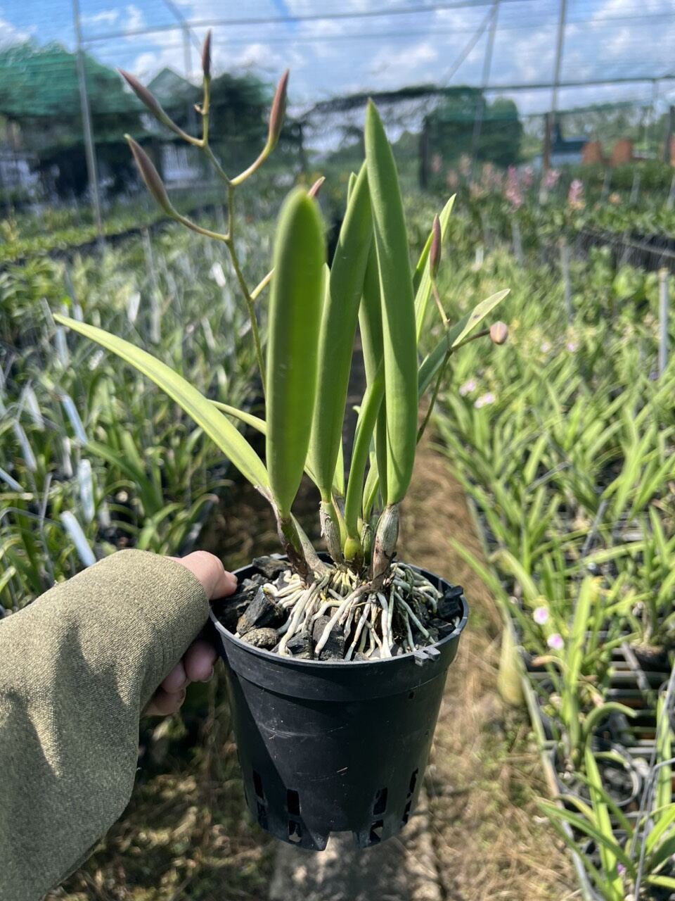Kích rễ N3M dành cho lan và cây cảnh