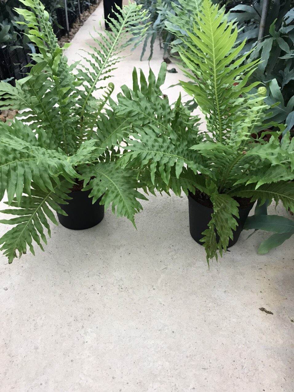 Dương xỉ khổng tước - Blechnum gibbum.
