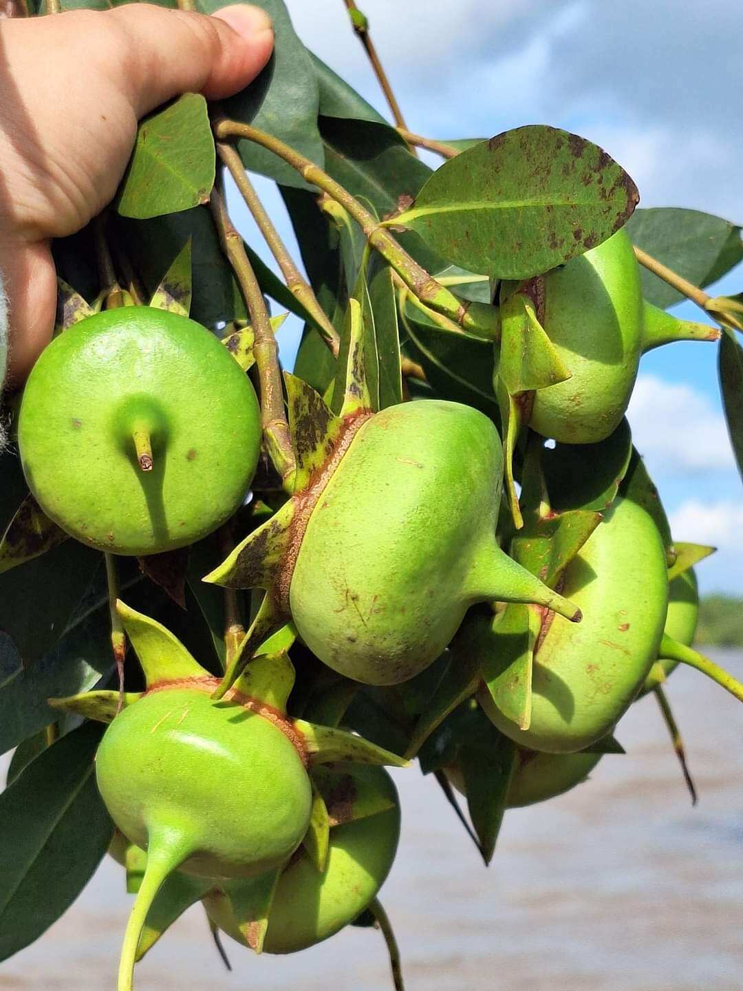 Trái Bần tuổi thơ 2kg không phân thuốc
