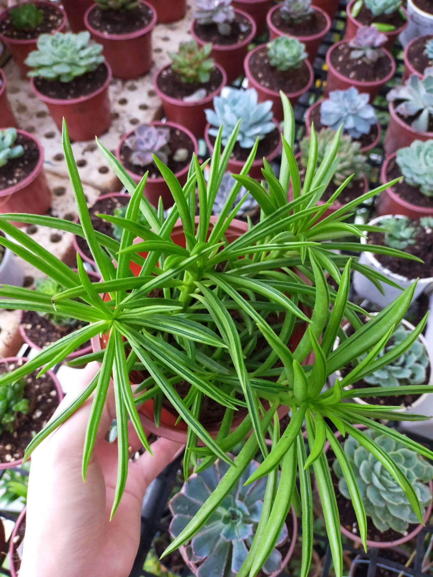 Sen đá đậu xanh 🌲cây y hình❤️ siêu khoẻ ❄️