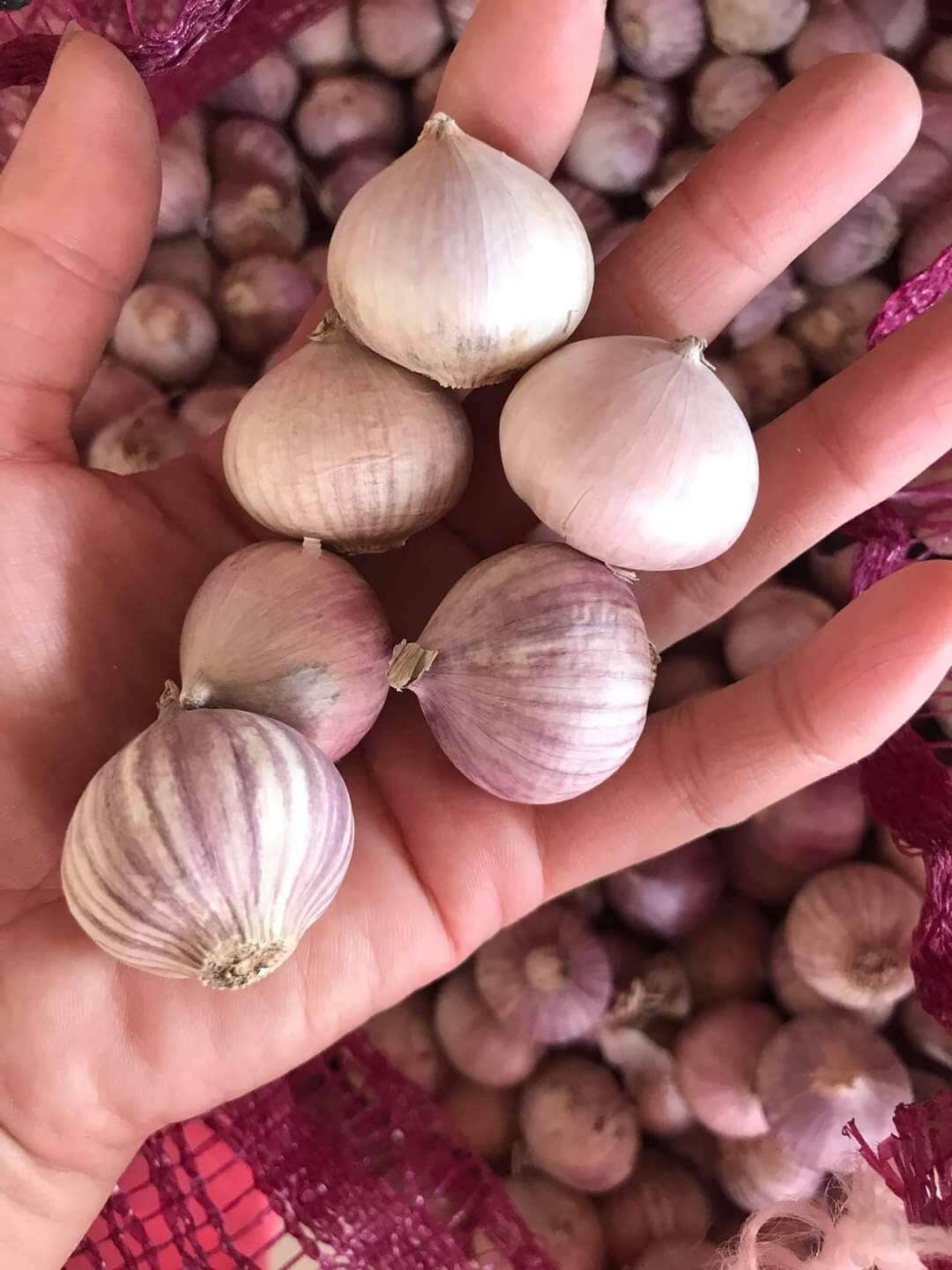 Tỏi cô đơn 100k/1kg