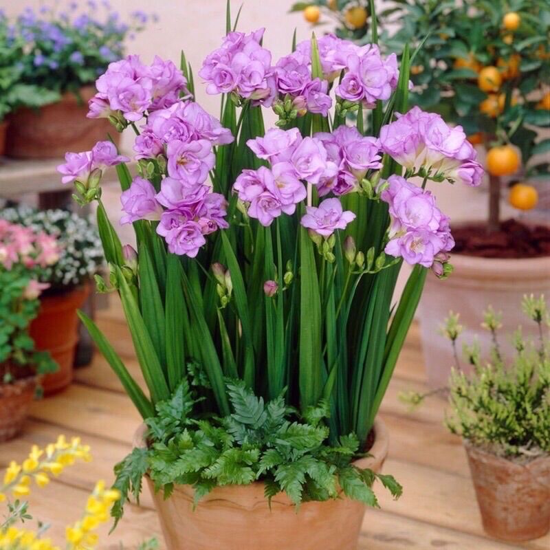 Củ Giống Địa Lan Nam Phi Chơi Tết(set 5 củ)