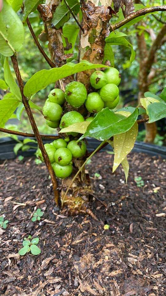 Wooden Grain Grape Seedlings 12 Crops/ Quarterly, Depending on the Lot, for Male Children in the South