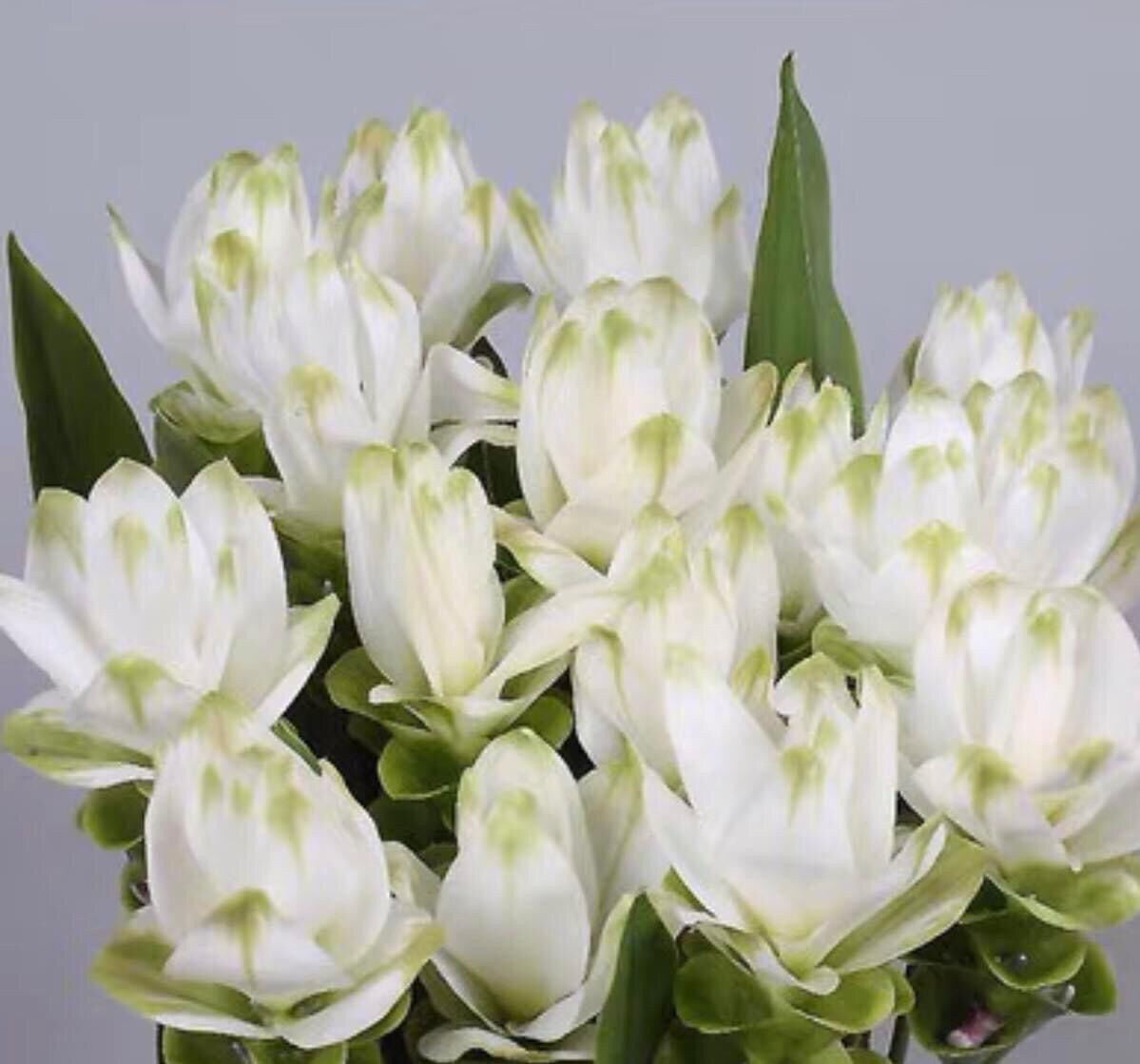 Hoa đuốc(giống mới) vv