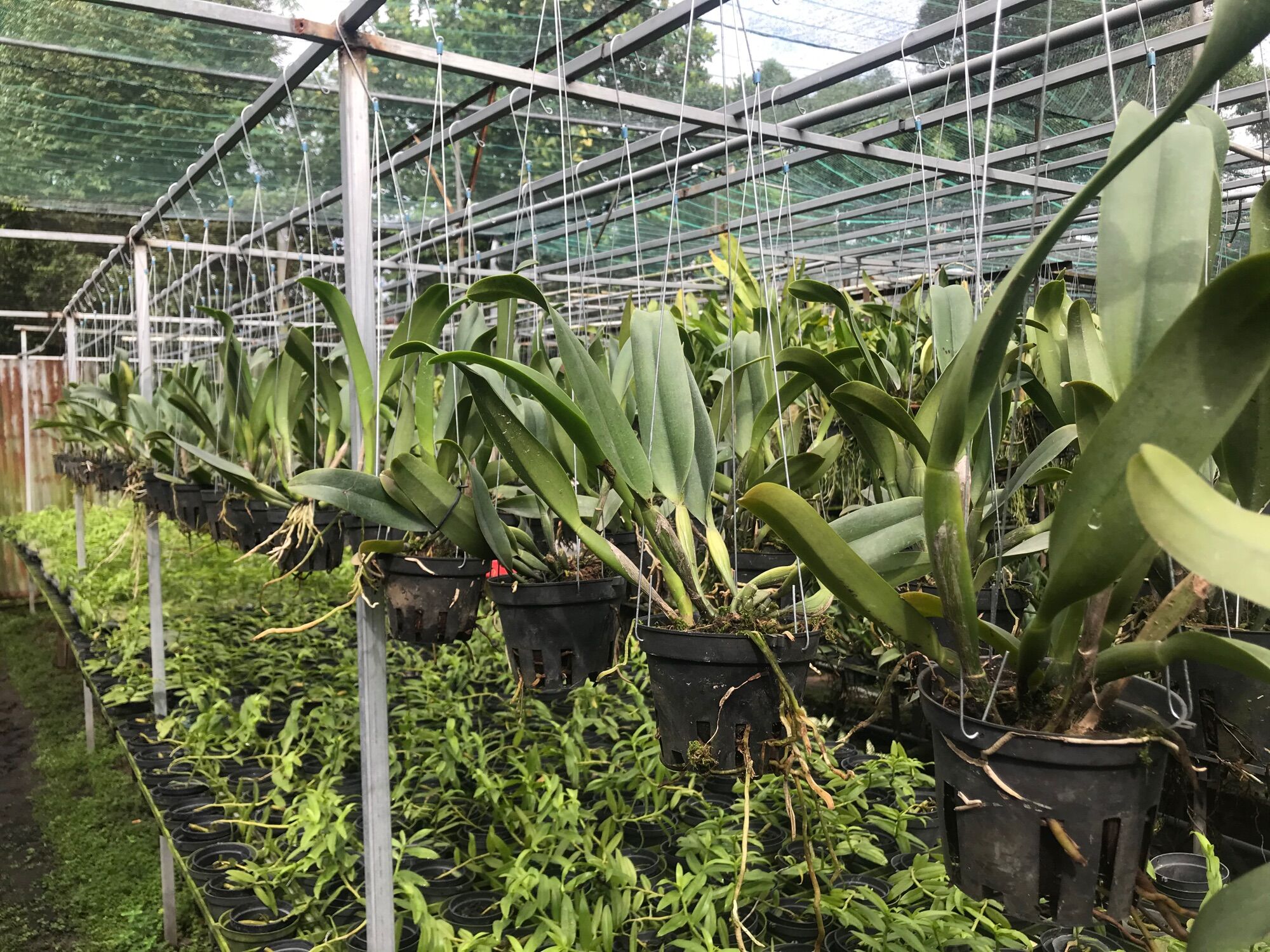 [HCM]Lan Cattleya Trưởng Thành Nhiều Màu