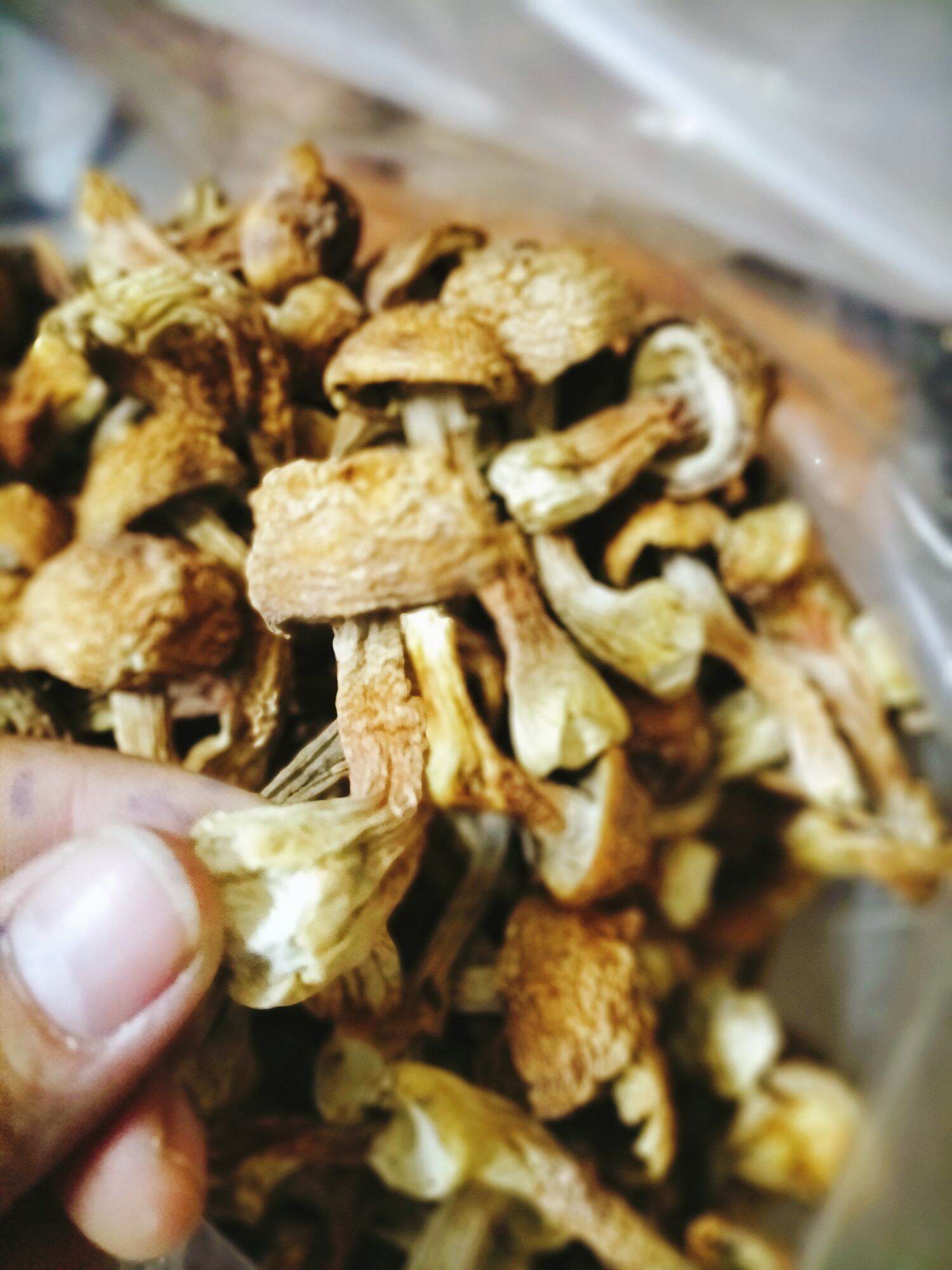 Nấm Tùng Nhung (nấm thái dương)