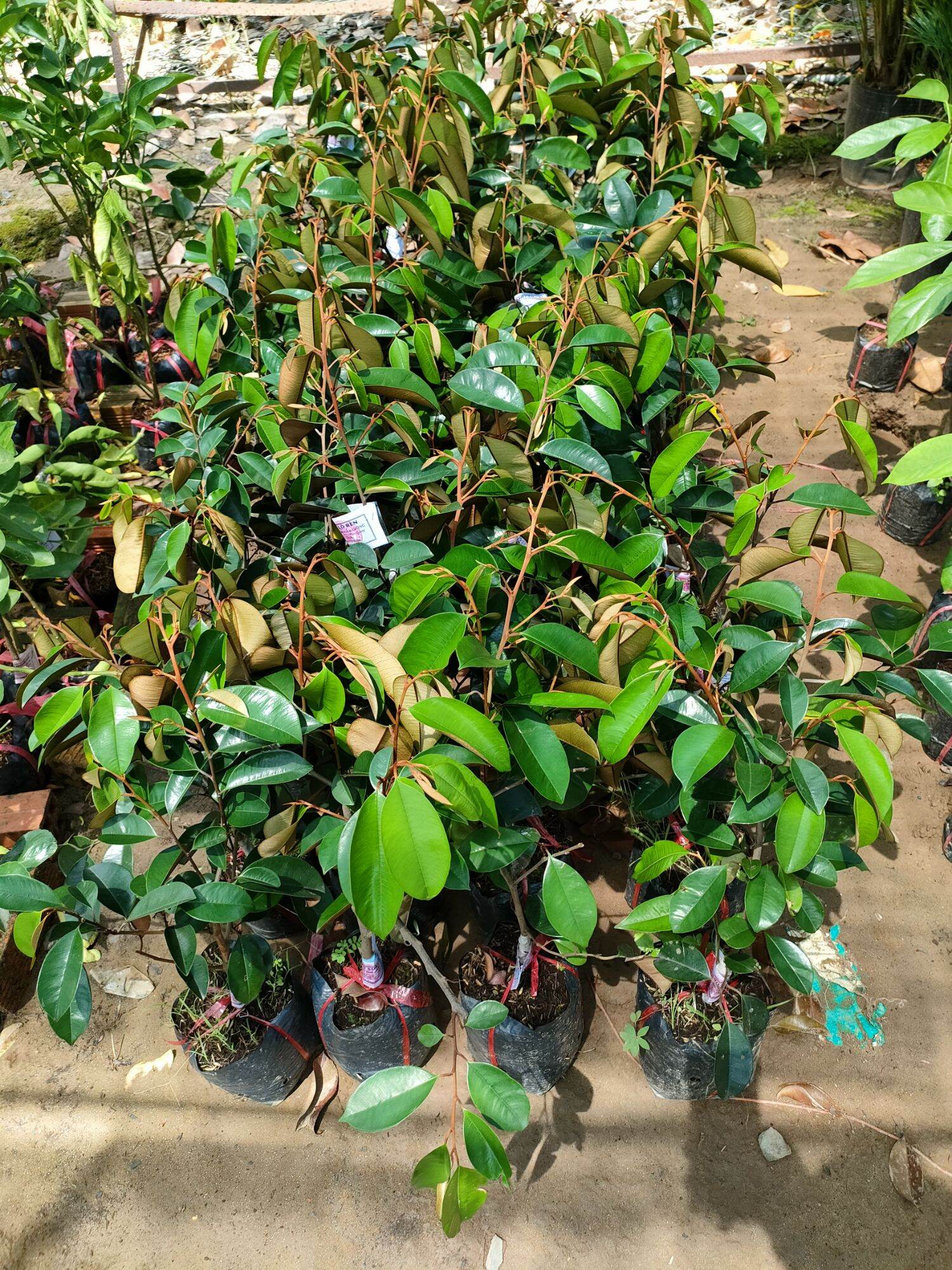 Seedlings of the Lao Reng Milk Tree