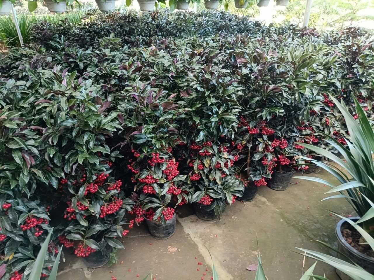 Cây Kim Ngân Lượng