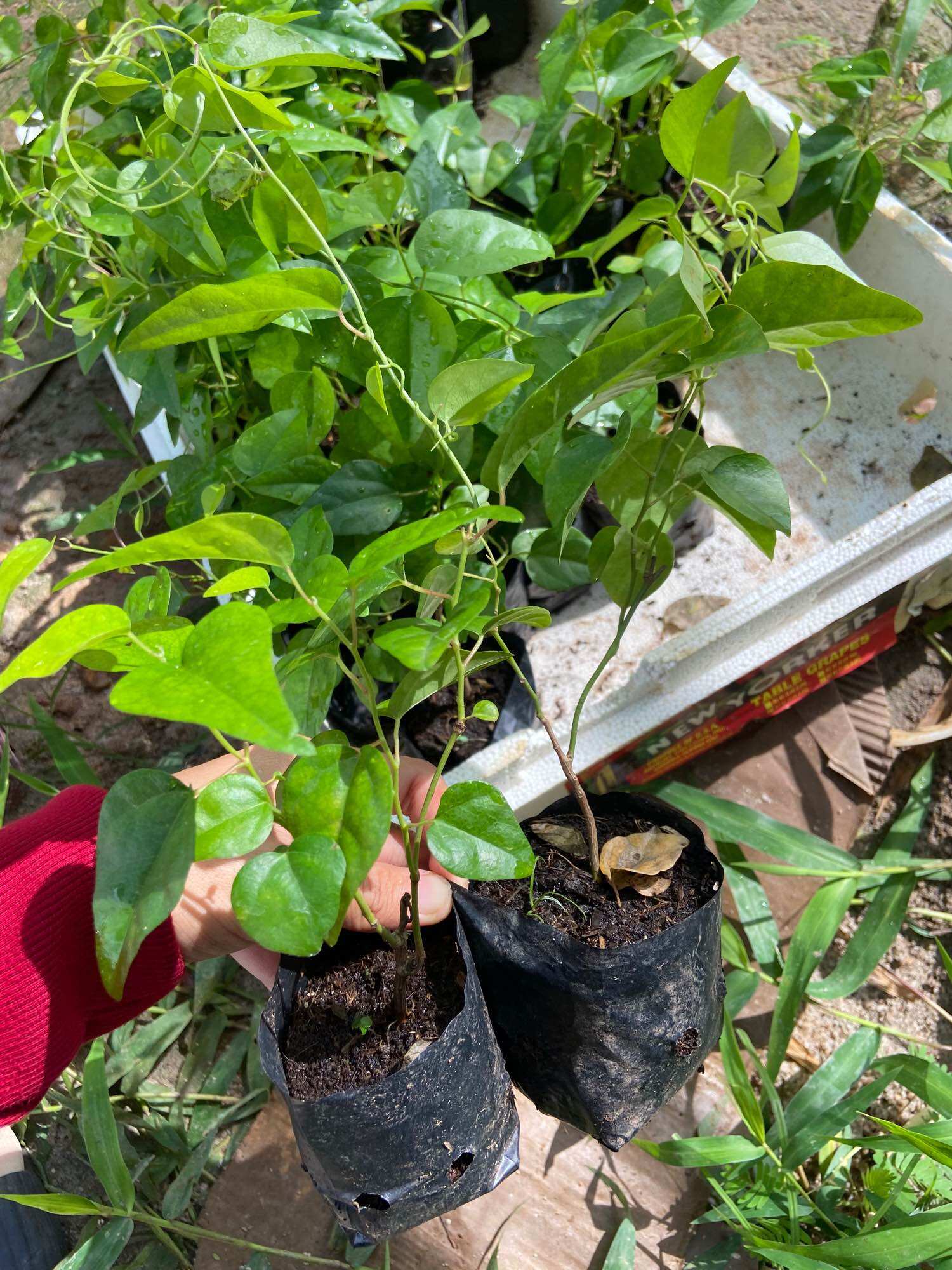 Cây giống sương sâm (sâm trơn)