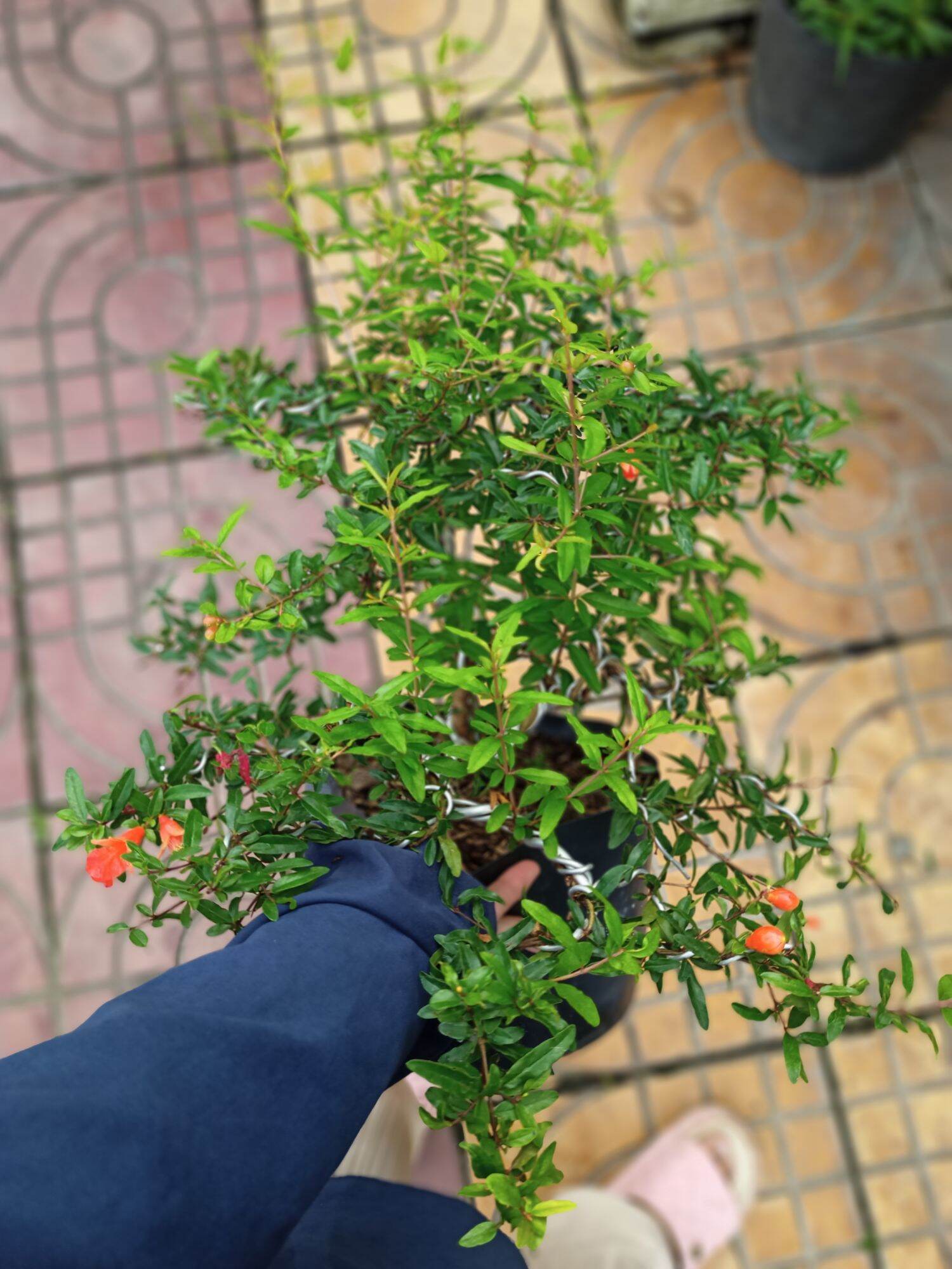 Chậu cây lựu bonsai