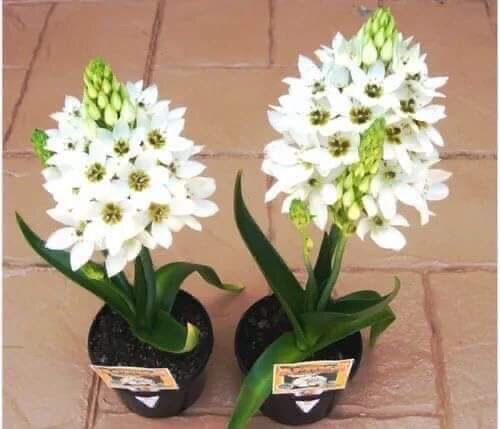 Củ Hoa Thiên Nga Mắt Ngọc(Combo 5 củ tặng kèm phân bón)