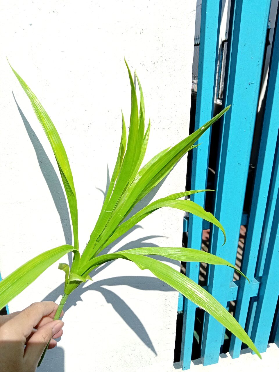 hoa lụa - cụm lá dứa, lá lan nhưa