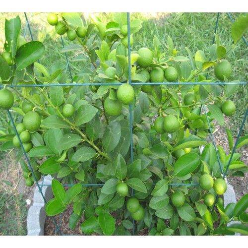 Cây giống chanh không hạt cây nuôi rể đầy bầu