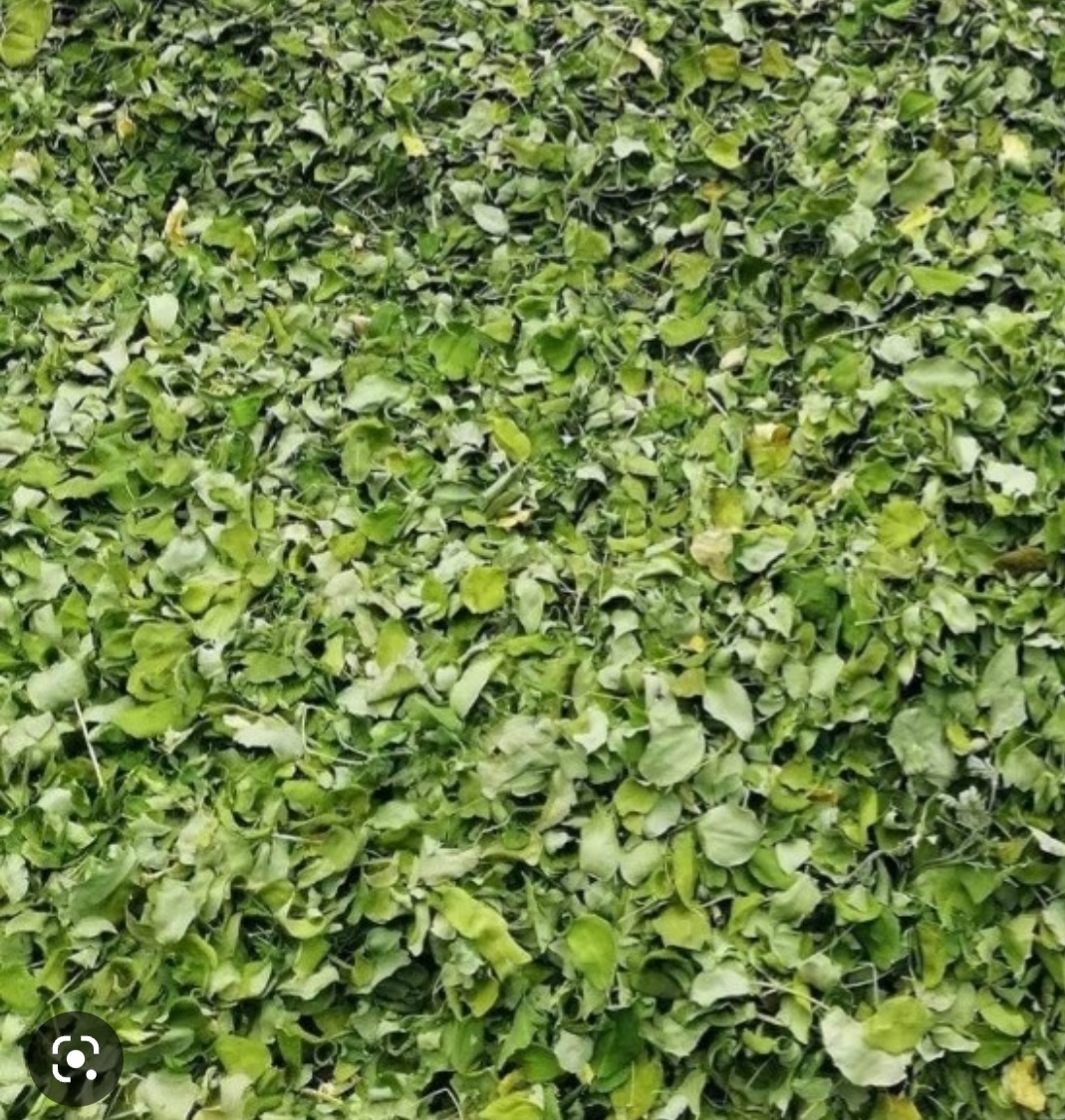 Lá chùm ngây sấy khô