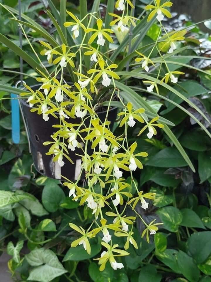 Hoa lan Encylia Xanh chậu nhỏ, hoa siêu thơm