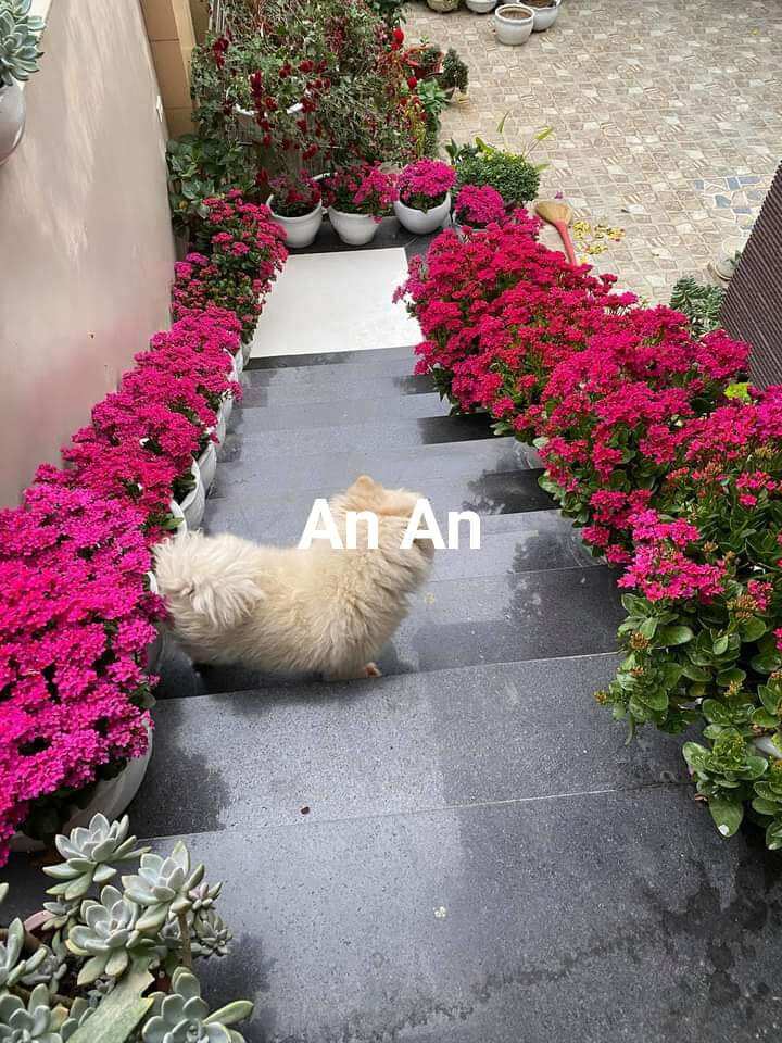 cây giống hoa sống đời