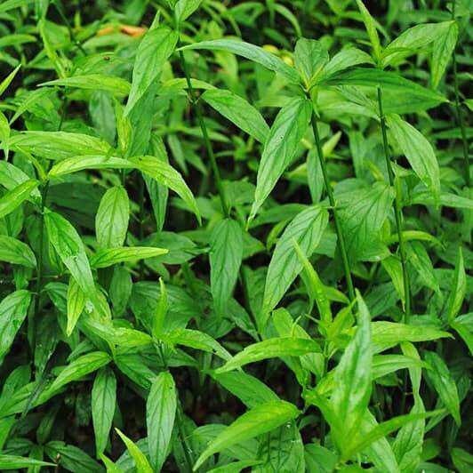 Chậu cây Xương khỉ chậu 3 cây, mua 3 tặng 1