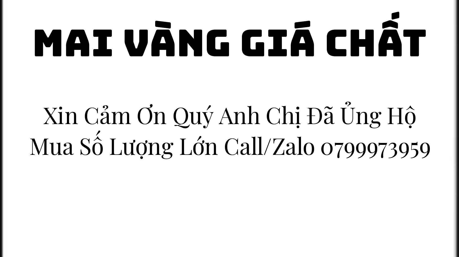 10 Cây Mai con quấn rễ 60cm đến 80cm