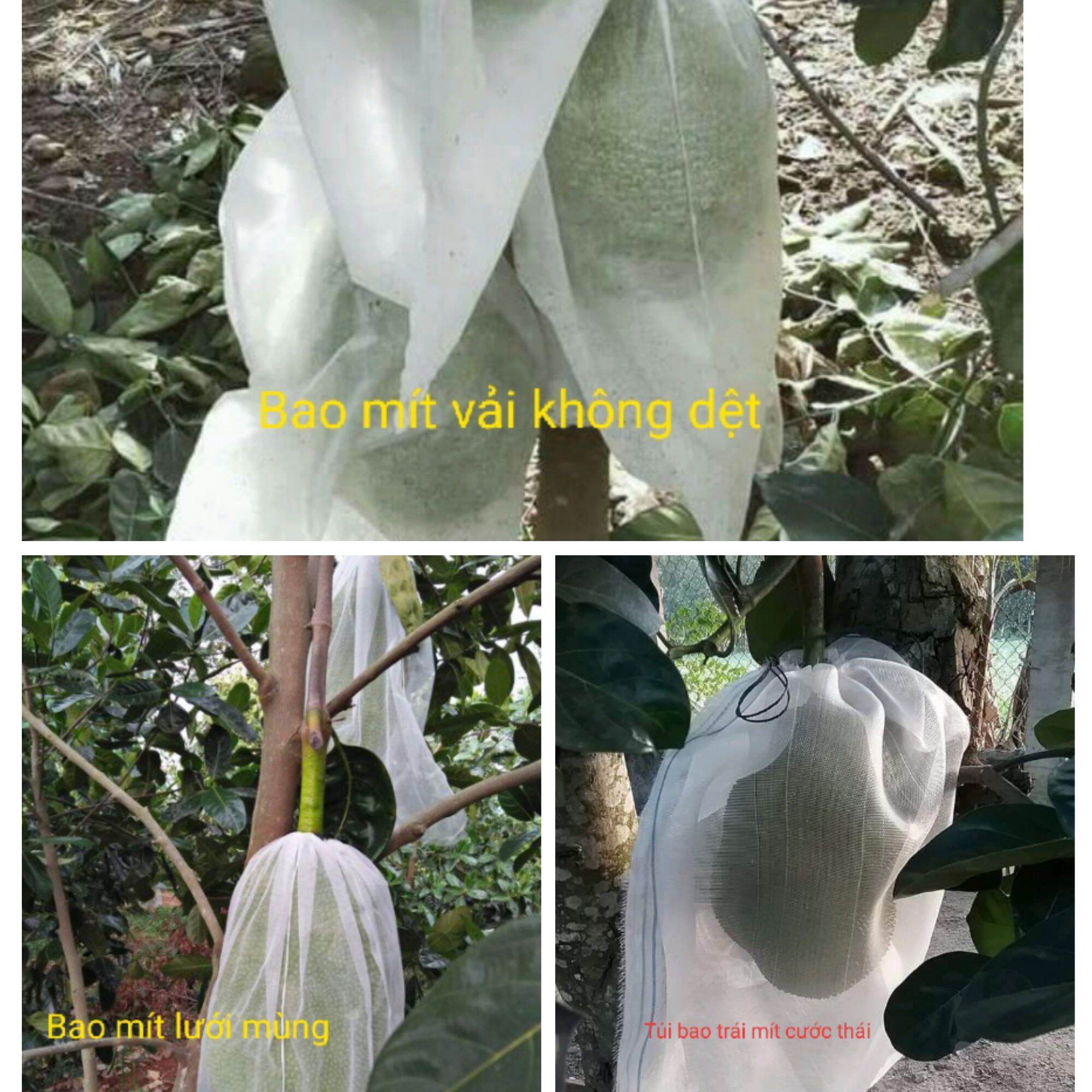 100 Túi Bao Mít 50X70cm không thấm nước