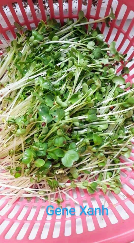 Hạt giống rau mầm củ cải 50gr/gói #hat#giong#rau#mam#cu#cai