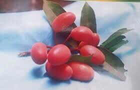 cây vú bò rừng 1 kg tươi
