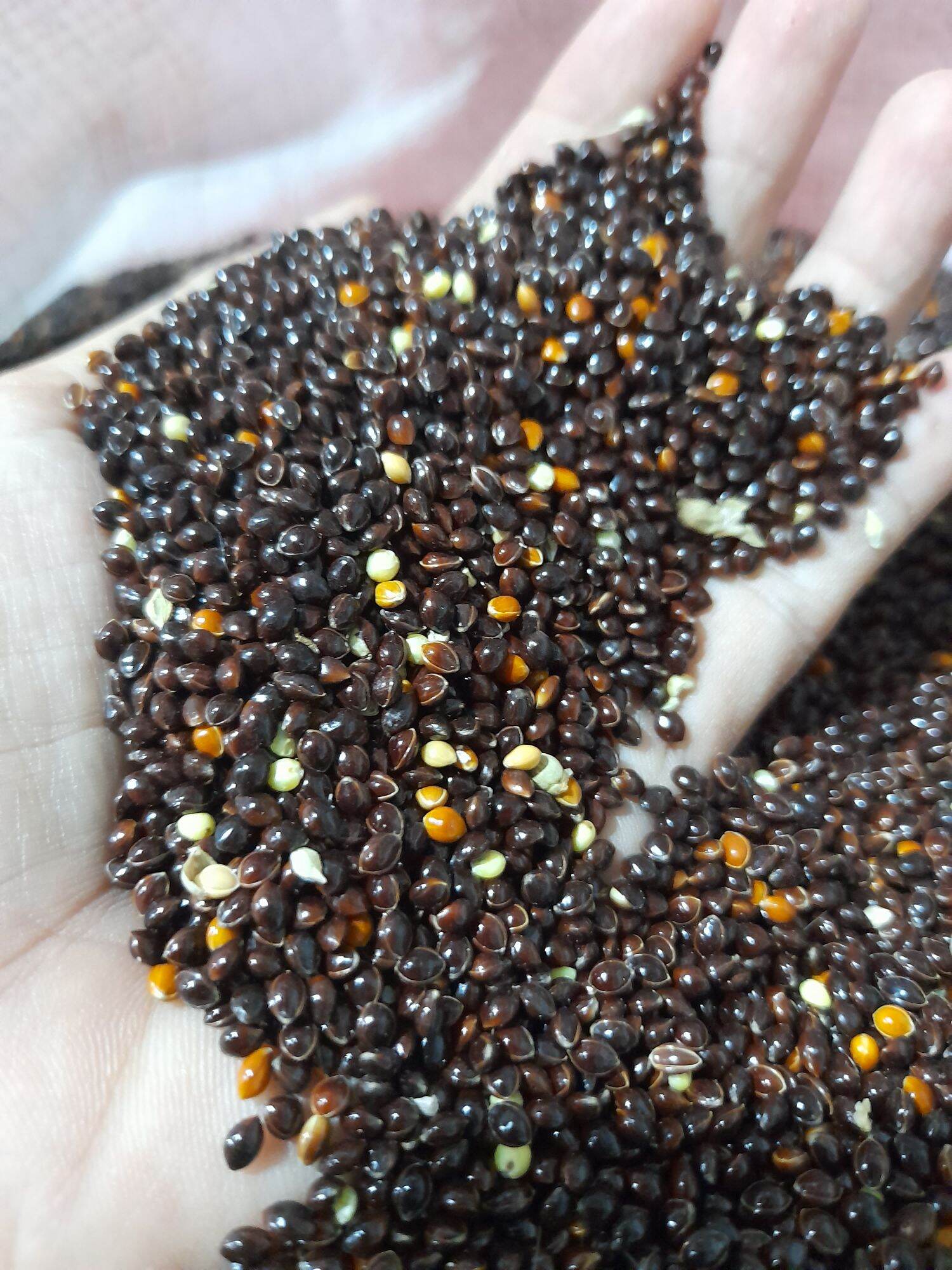 Hạt kê đen dành cho chim và chuột hamster (500g)