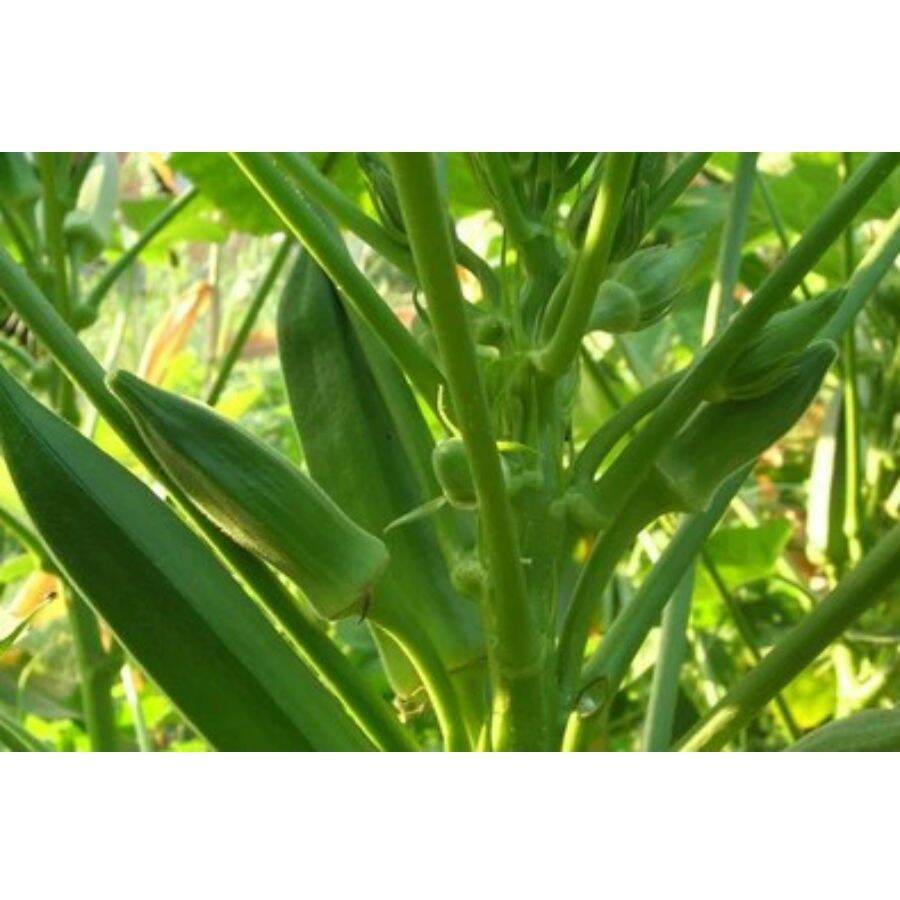 Hạt giống Đậu Bắp cao sản