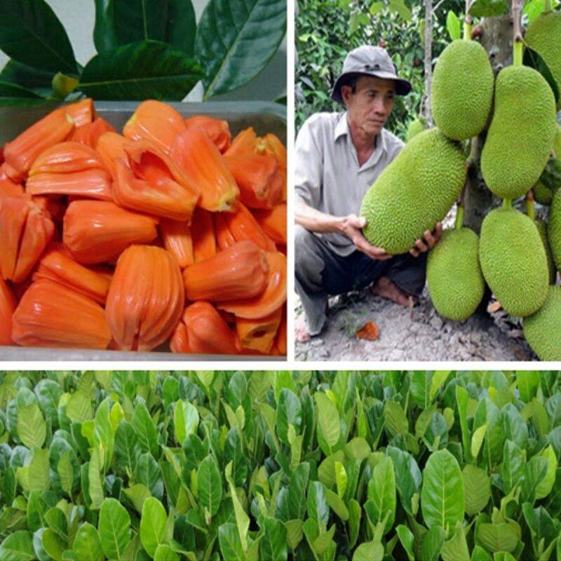 Cây giống mít thái ruột đỏ sơ đỏ siêu sớm