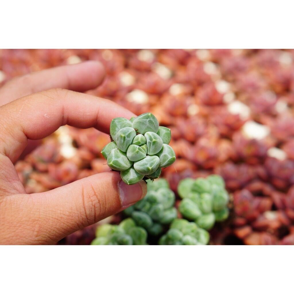 Sen đá kim cương trắng size mini đà lạt