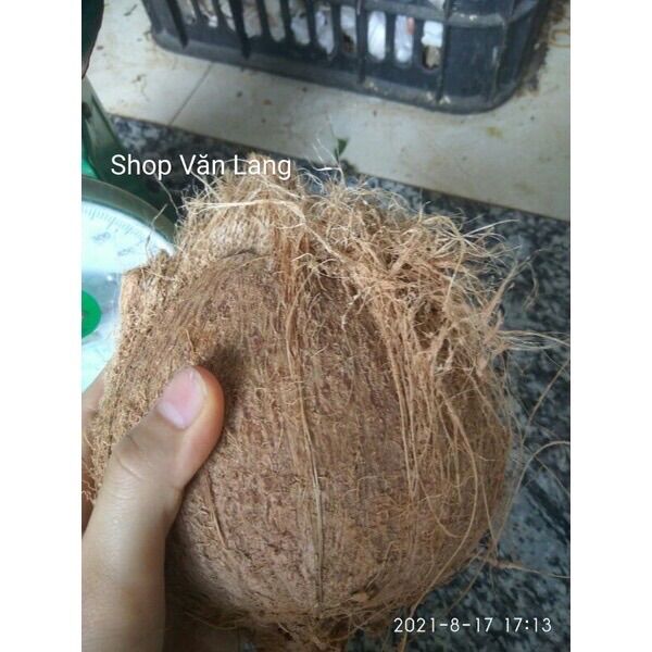 Quả dừa già khô nhiều nước cùi dày loại to
