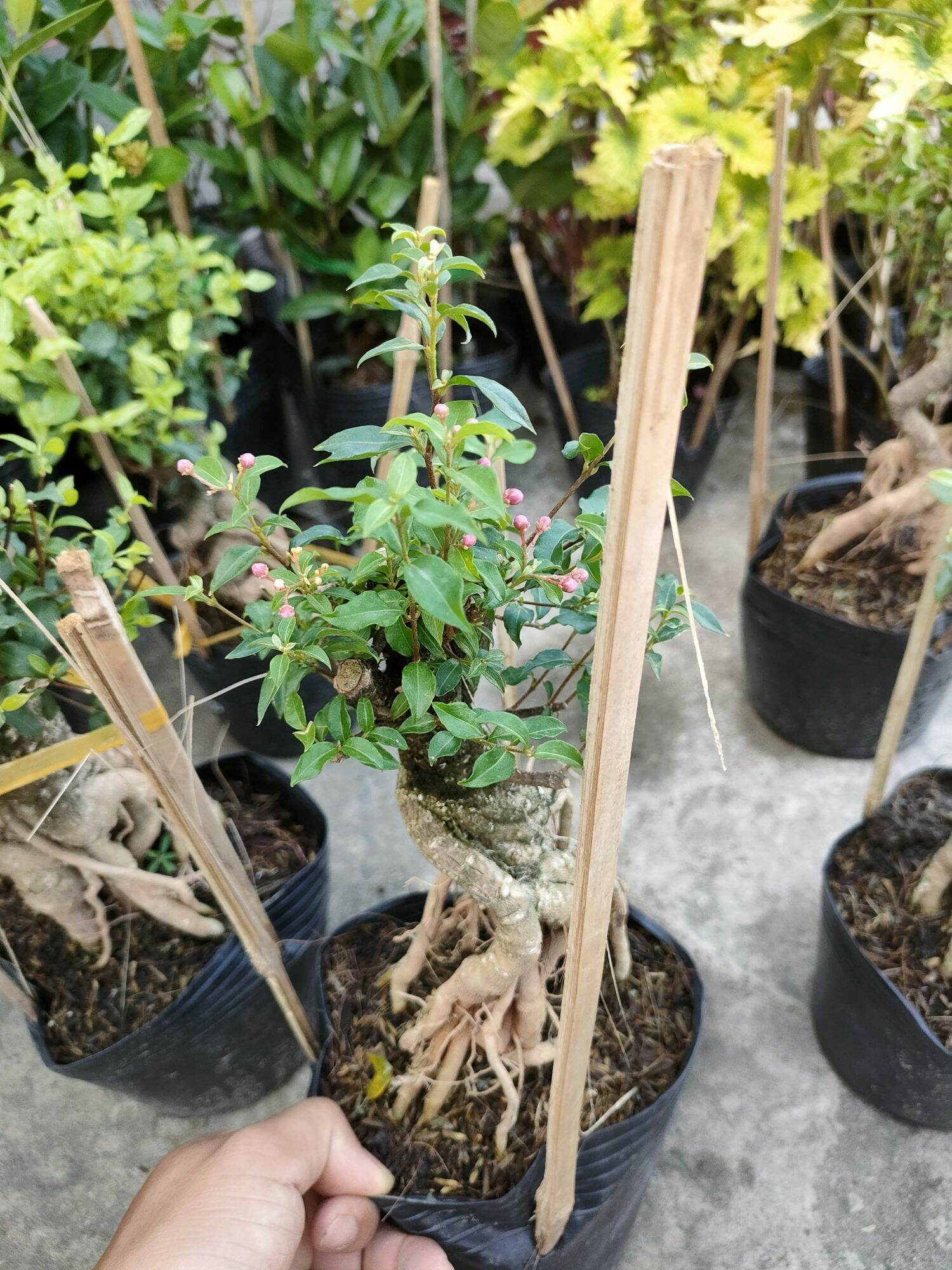 Cây hồng ngọc mai chơi bonsai