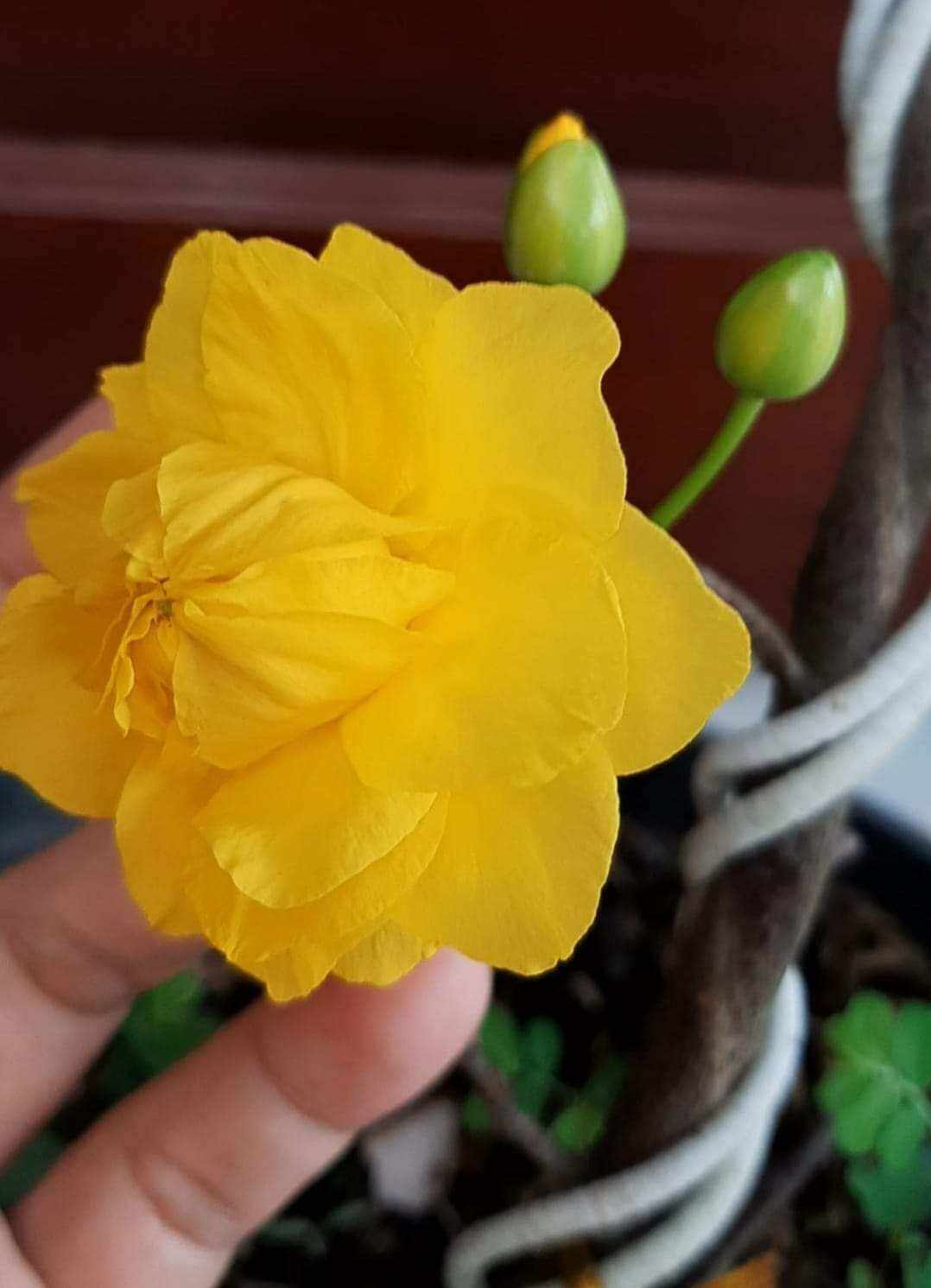 MAI CÚC THỌ HƯƠNG, CÂY NHIỀU BO