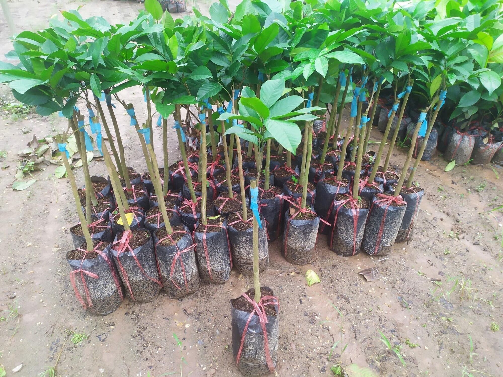 Cây giống bòn bon Thái