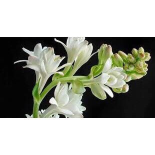 Củ giống Hoa Huệ Ta trắng thơm sỉ 5k( set 5 củ)