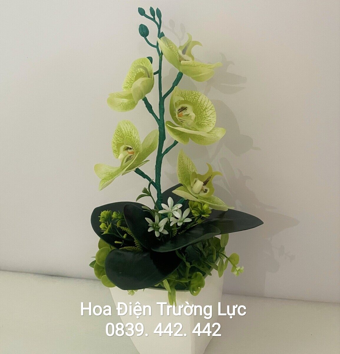 Hoa Lan Trang Trí- Hoa Lan Có Đèn 5 bông