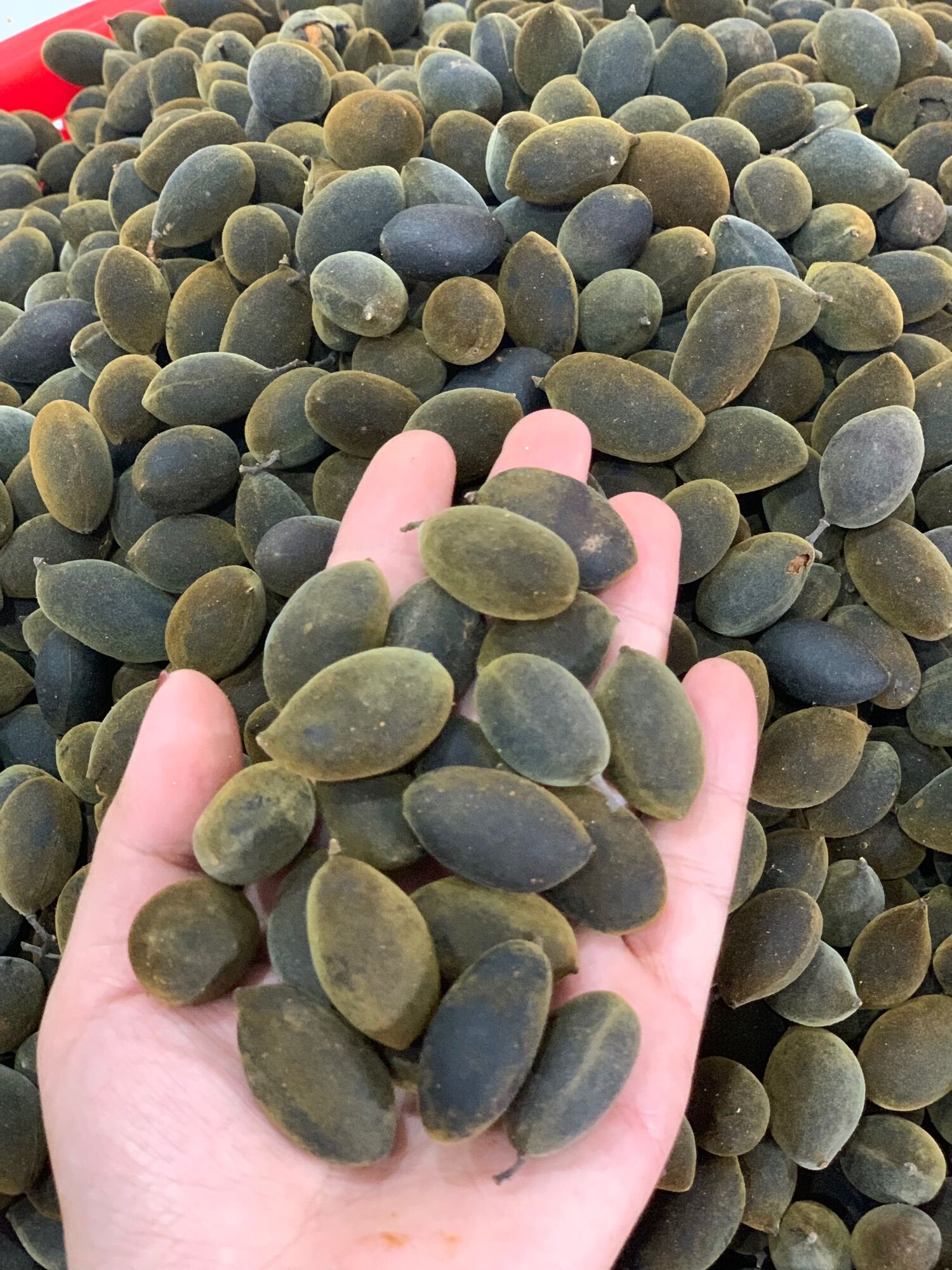 1 KG SAY NHUNG RỪNG